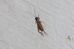 Grylloidea