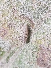 Psyllobora vigintimaculata