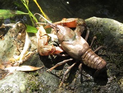 Cambarus robustus