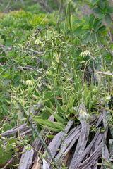 Furcraea