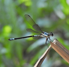 Diphlebia euphoeoides