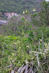 Furcraea