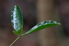 Conchocarpus silvestris