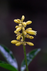 Conchocarpus silvestris
