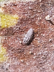 Psyllobora vigintimaculata