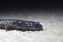 Plethodon