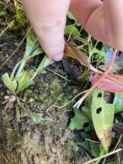 Dichodontium pellucidum