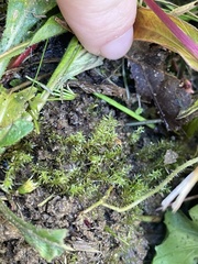 Dichodontium pellucidum