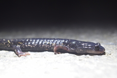 Plethodon