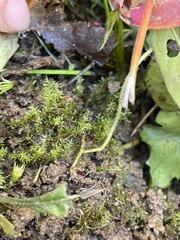 Dichodontium pellucidum