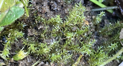 Dichodontium pellucidum