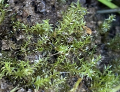 Dichodontium pellucidum