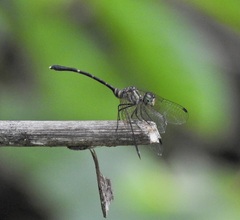 Nannophlebia eludens