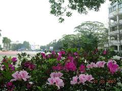 Rhododendron × pulchrum