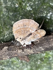 Hexagonia tenuis