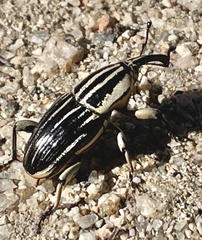 Sphenophorus aequalis