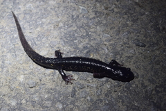 Plethodon