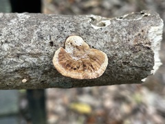 Hexagonia tenuis