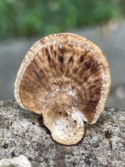 Hexagonia tenuis