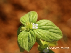 Spermacoce latifolia