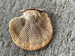 Hexagonia tenuis