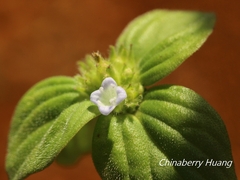 Spermacoce latifolia