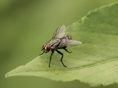 Oestroidea
