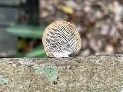 Hexagonia tenuis
