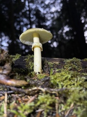 Amanita augusta