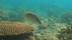 Lutjanus carponotatus