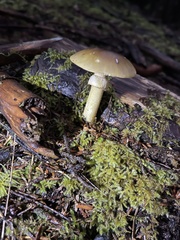 Amanita augusta