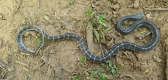 Bungarus caeruleus
