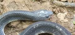 Bungarus caeruleus