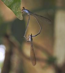 Pseudagrion ignifer