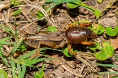 Neocurtilla hexadactyla