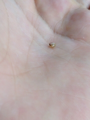 Dendrolamellaria mathewsi