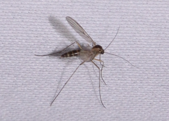 Keroplatidae