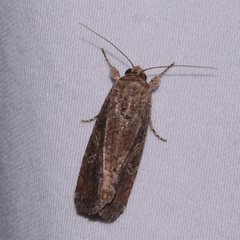 Spodoptera frugiperda