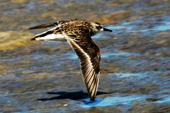 Calidris pusilla