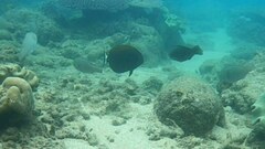 Acanthurus dussumieri