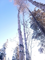 Betula neoalaskana
