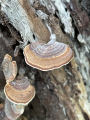 Microporus affinis
