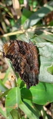 Kaniska canace