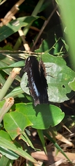 Kaniska canace