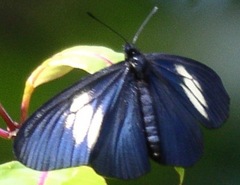 Altinote ozomene nox