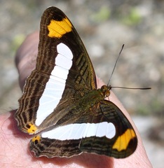 Adelpha iphicleola iphicleola
