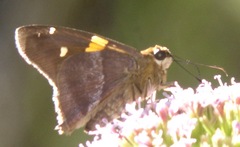 Aguna asander asander