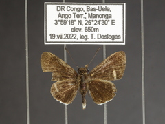 Paracleros biguttulus