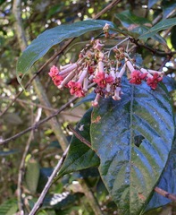 Arachnothryx nitida