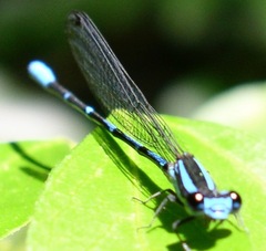 Argia oculata
